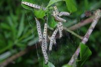 Yponomeuta cagnagella