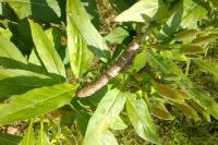 Proserpinus proserpina