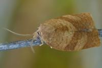 Cacoecimorpha pronubana