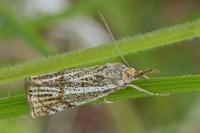 Thisanotia chrysonuchella