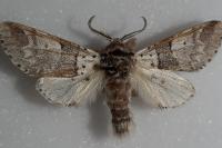 Furcula bifida