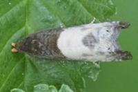 Notocelia cynosbatella