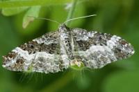 Epirrhoe alternata