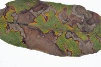 Ectoedemia heringella