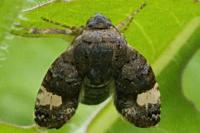 Tyta luctuosa