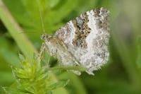 Epirrhoe alternata