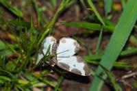 Lomaspilis marginata