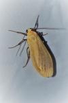 Wittia sororcula