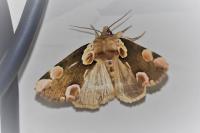 Thyatira batis