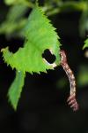 Erannis defoliaria