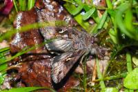 Autographa gamma