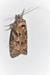 Cnephasia communana