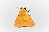 Spilarctia lutea