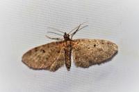 Eupithecia virgaureata