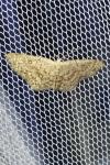 Cyclophora pendularia