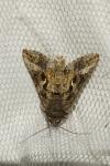 Autographa gamma