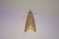 Schoenobius gigantella