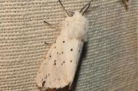 Spilosoma lubricipeda