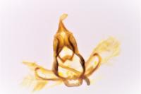 Cnephasia cupressivorana