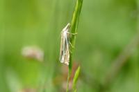 Crambus lathoniellus