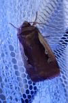Ochropleura plecta