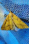 Aspitates ochrearia