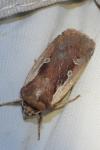 Ochropleura plecta