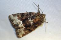 Oligia strigilis