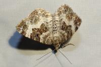 Epirrhoe alternata