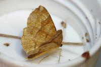 Cepphis advenaria