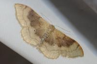 Idaea degeneraria