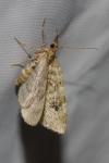 Chloroclystis v-ata