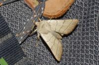 Charanyca trigrammica