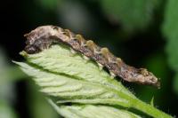 Thyatira batis