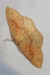 Cyclophora porata