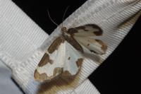 Lomaspilis marginata