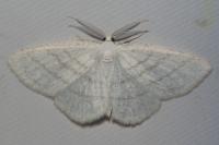 Cabera pusaria