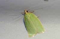 Tortrix viridana