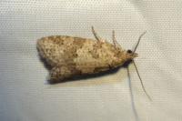 Cnephasia