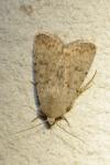 Caradrina clavipalpis