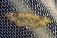Eupithecia pulchellata