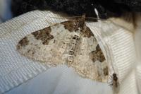 Xanthorhoe fluctuata