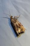 Celypha lacunana