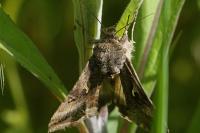 Autographa gamma