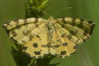 Pseudopanthera macularia