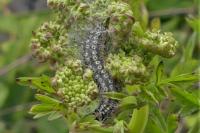 Depressaria daucella