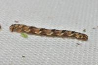Eupithecia