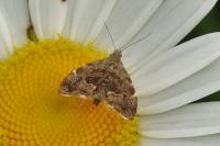 Anthophila fabriciana