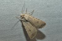 Caradrina flavirena