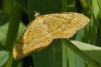 Camptogramma bilineata